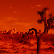 Photograph of a Joshua Tree in a desert landscape, the image is tinted red