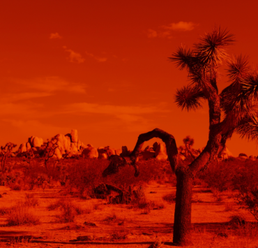 Photograph of a Joshua Tree in a desert landscape, the image is tinted red