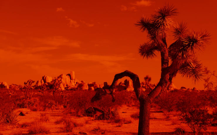 Photograph of a Joshua Tree in a desert landscape, the image is tinted red
