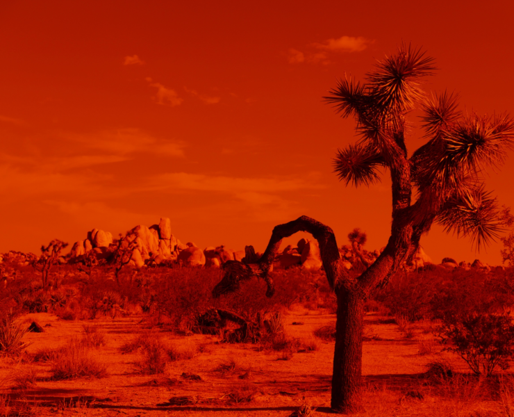 Photograph of a Joshua Tree in a desert landscape, the image is tinted red