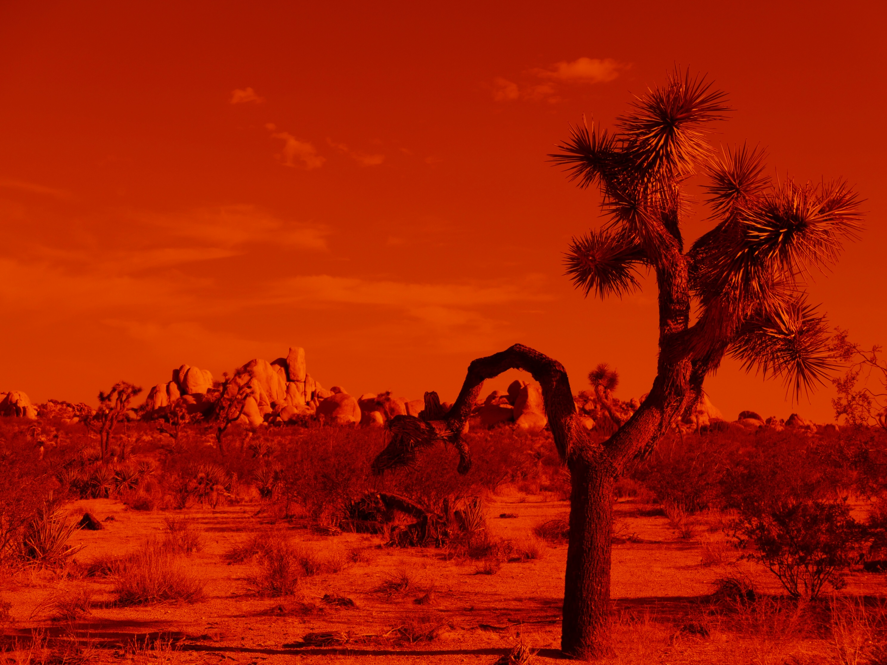 Photograph of a Joshua Tree in a desert landscape, the image is tinted red