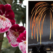 Right: A bright pink orchid with a starburst pattern on the petals, Left: Illustration of orange fireworks over a village at night