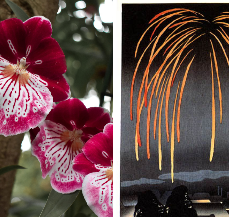 Right: A bright pink orchid with a starburst pattern on the petals, Left: Illustration of orange fireworks over a village at night