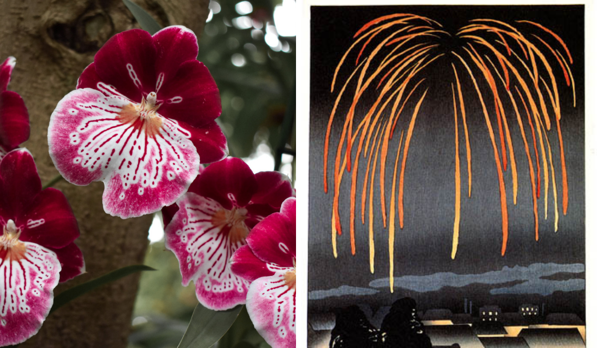 Right: A bright pink orchid with a starburst pattern on the petals, Left: Illustration of orange fireworks over a village at night