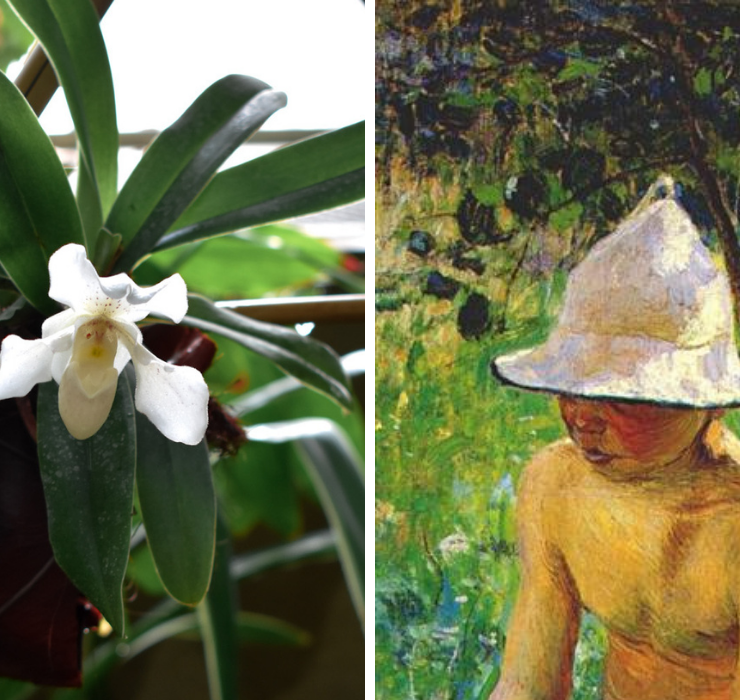 Right: White orchid flower, Left: Painting of a young man wearing a white bell shaped hat