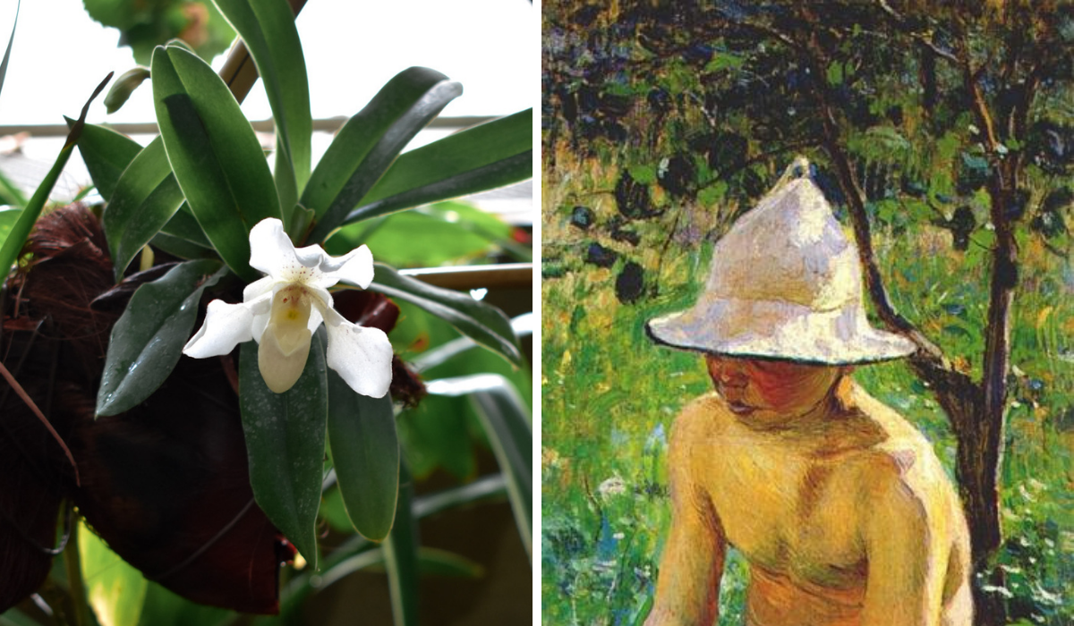 Right: White orchid flower, Left: Painting of a young man wearing a white bell shaped hat