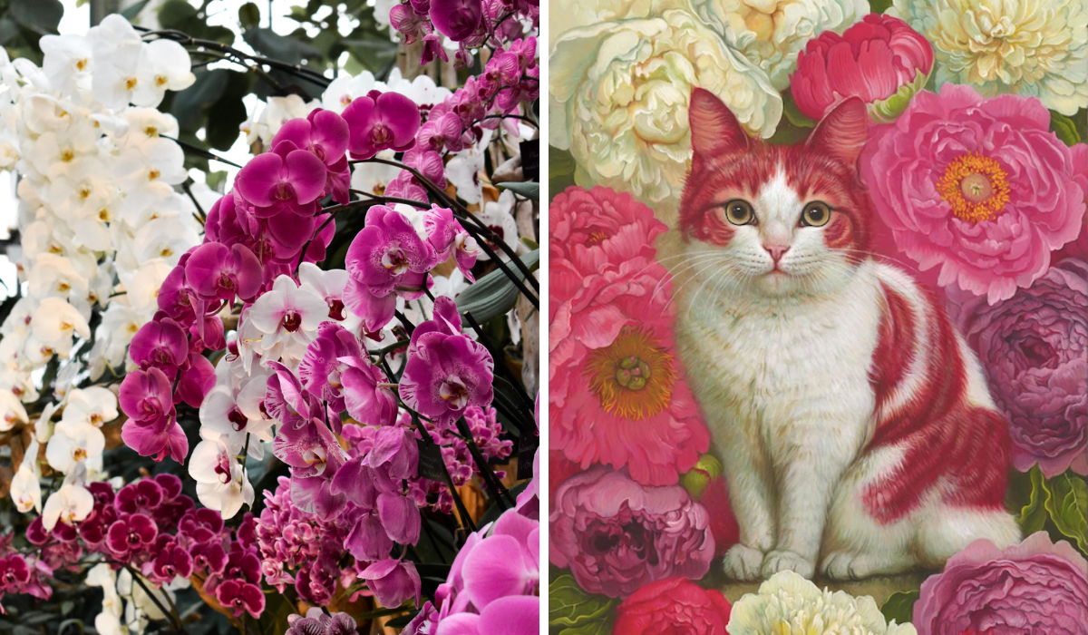 Right: magenta and white orchid flowers, Left: Painting of a pink and white cat surrounded by pink and white peonies