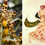 Right: lime green orchid with brown spots, Left: Illustration of a woman dancing, her dress has spots on it