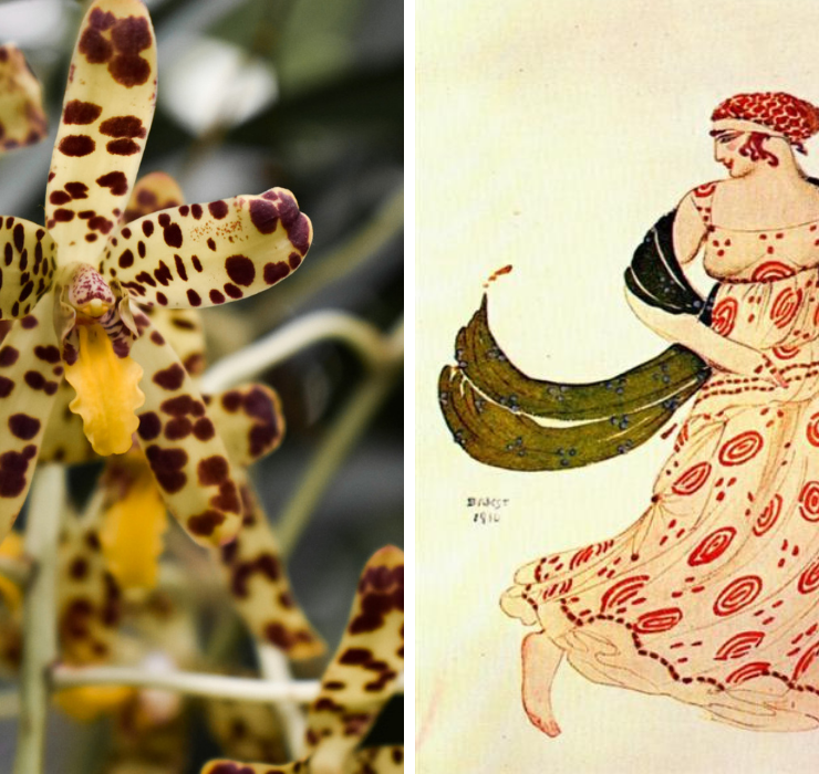 Right: lime green orchid with brown spots, Left: Illustration of a woman dancing, her dress has spots on it