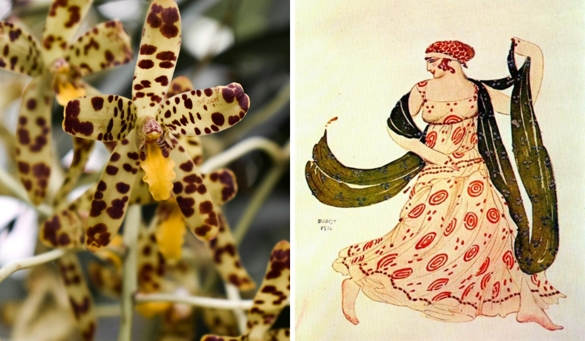 Right: lime green orchid with brown spots, Left: Illustration of a woman dancing, her dress has spots on it
