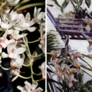 Right: white orchids, Left: painting of white orchids