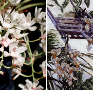 Right: white orchids, Left: painting of white orchids