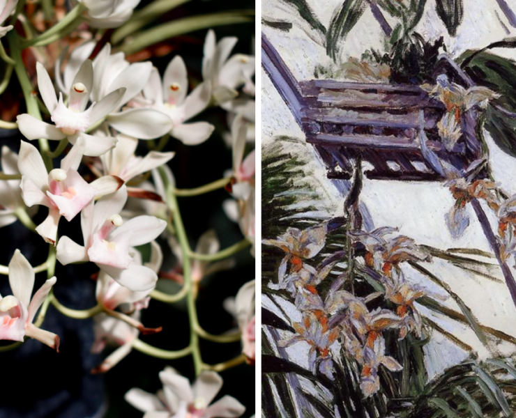 Right: white orchids, Left: painting of white orchids