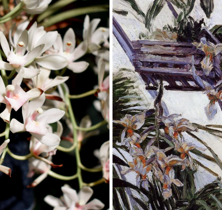 Right: white orchids, Left: painting of white orchids