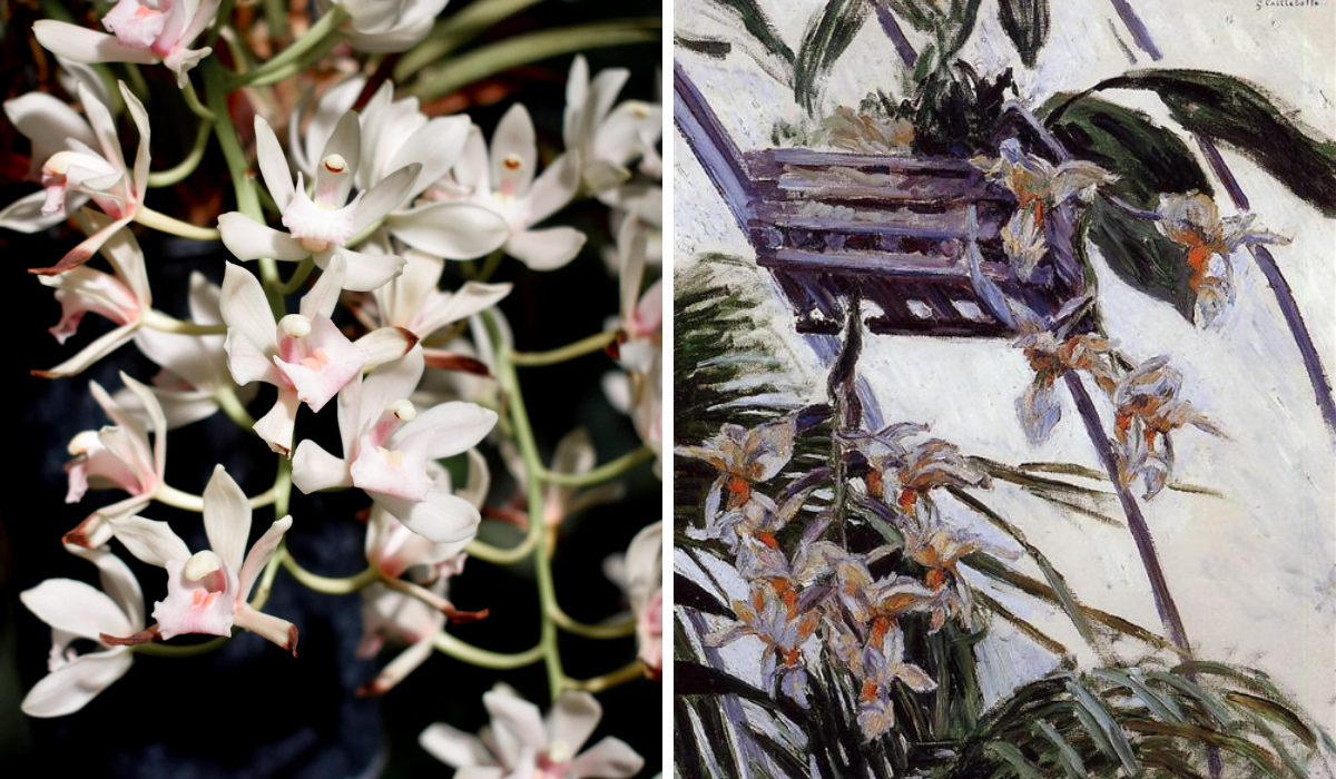 Right: white orchids, Left: painting of white orchids