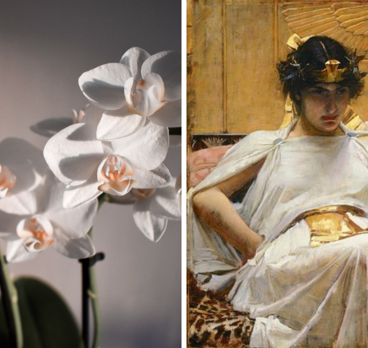 Right: two springs of white orchid, Left: painting of Cleopatra leaning back in a chair, she is wearing white and gold robes