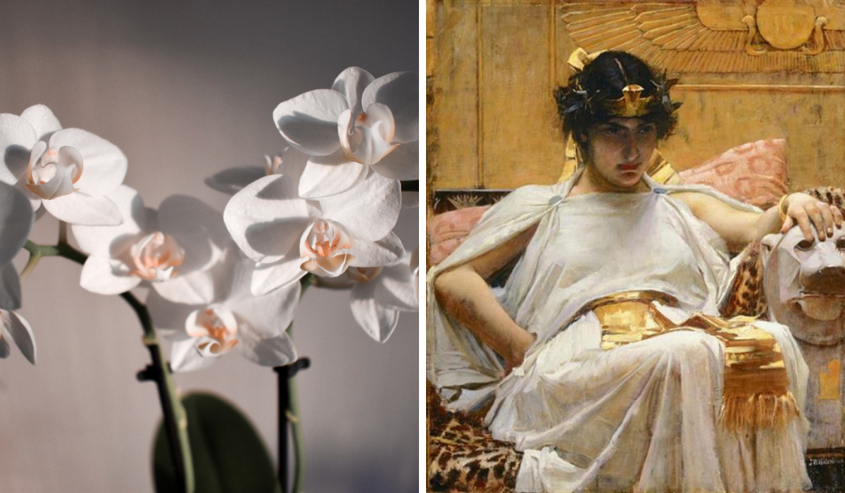 Right: two springs of white orchid, Left: painting of Cleopatra leaning back in a chair, she is wearing white and gold robes