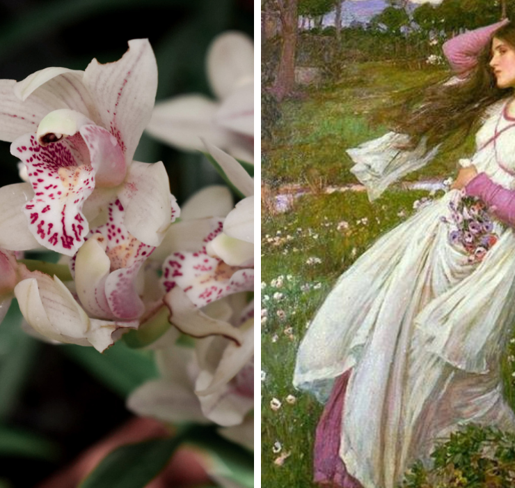 Right: white orchid with pink markings, Left: Woman walking against the wind in a field of flowers, she is wearing a pink and white dress