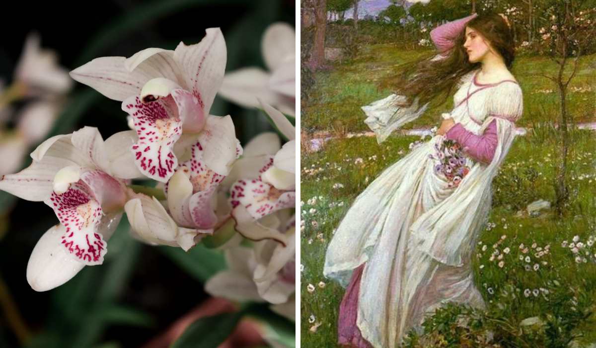 Right: white orchid with pink markings, Left: Woman walking against the wind in a field of flowers, she is wearing a pink and white dress