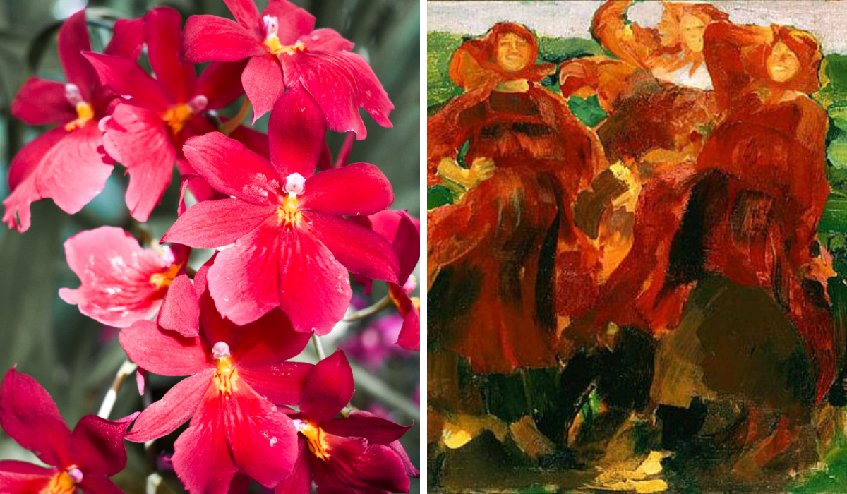 Right: Bright red orchids with yellow markings, Left: Four women wearing bright red dresses, their heads are back in laughter