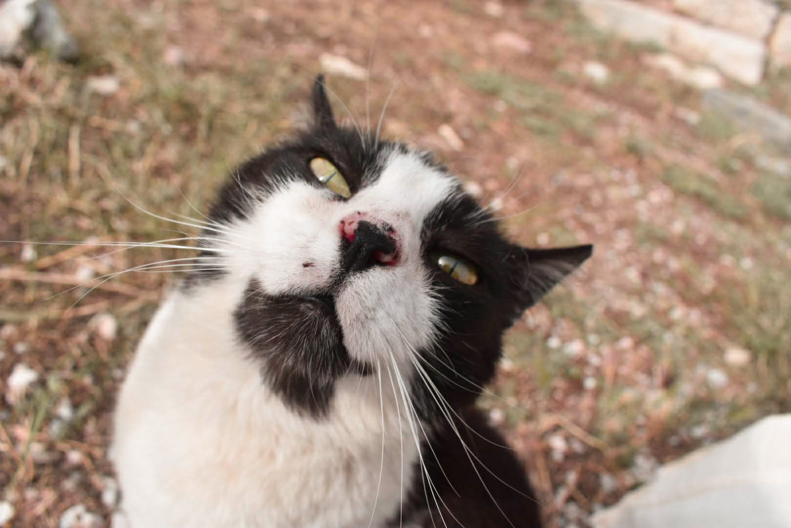 Black and white cat looking up at the camera