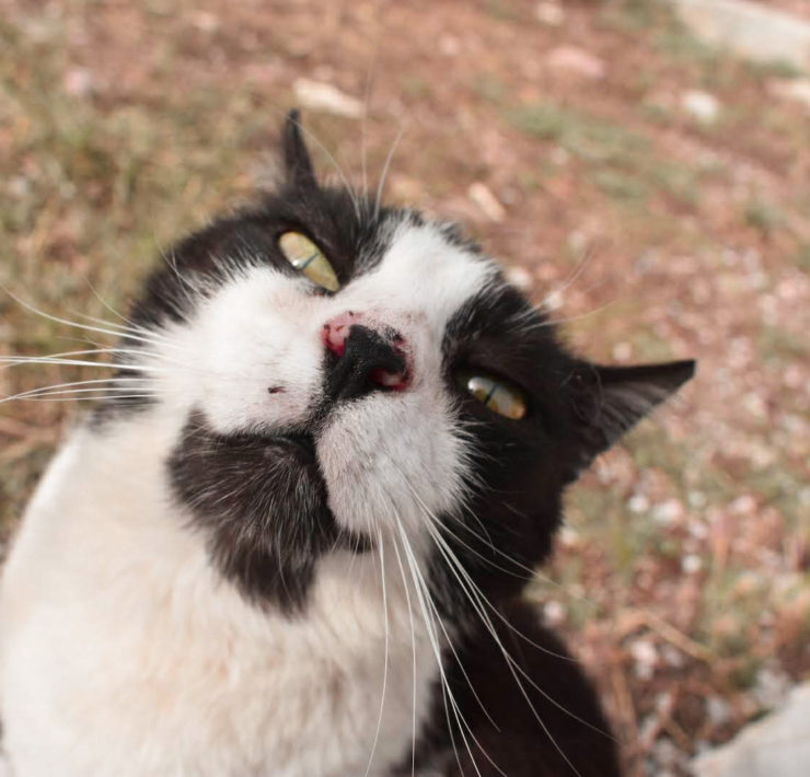 Black and white cat looking up at the camera