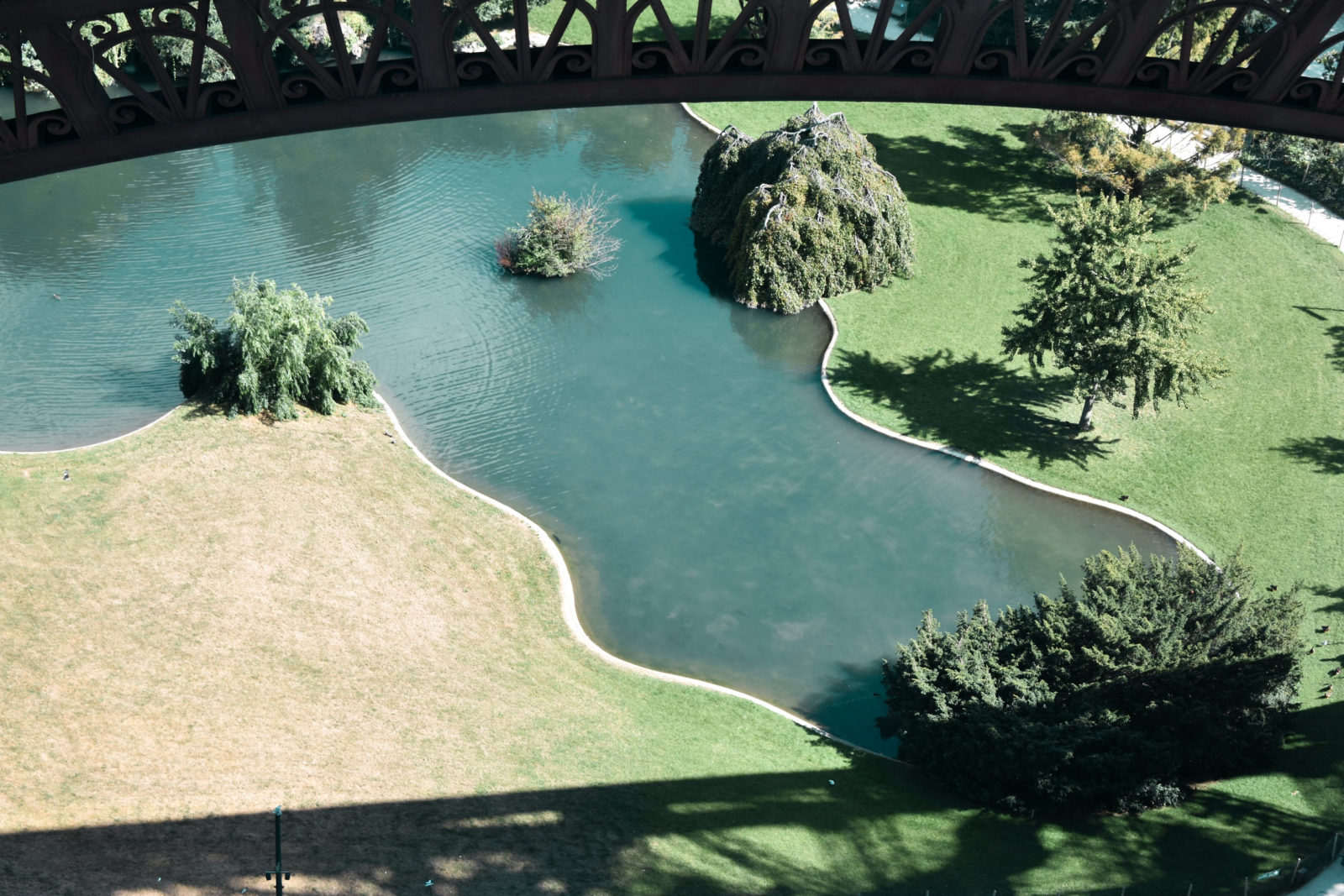 Arial view of a river with willow trees along the bank