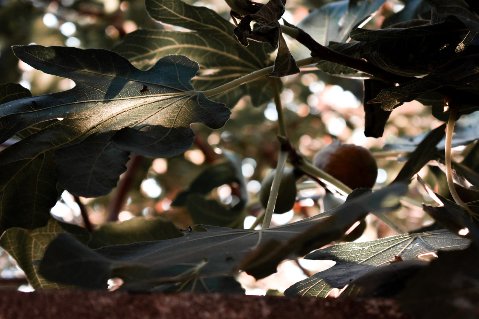 Closeup of a fig tree with two figs