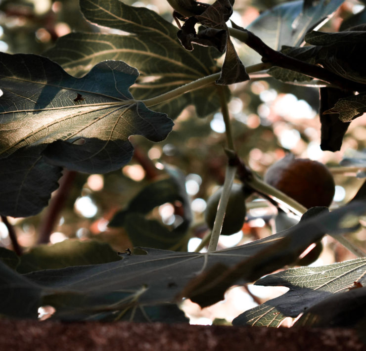 Closeup of a fig tree with two figs