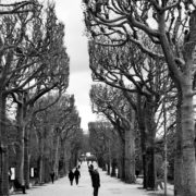 Black and white photo of a park walkway with square cut trees
