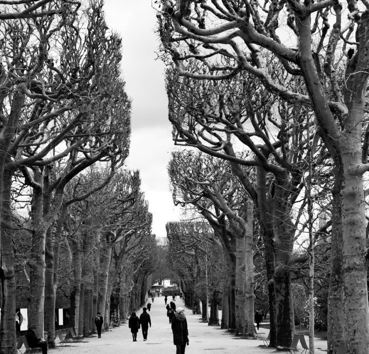 Black and white photo of a park walkway with square cut trees