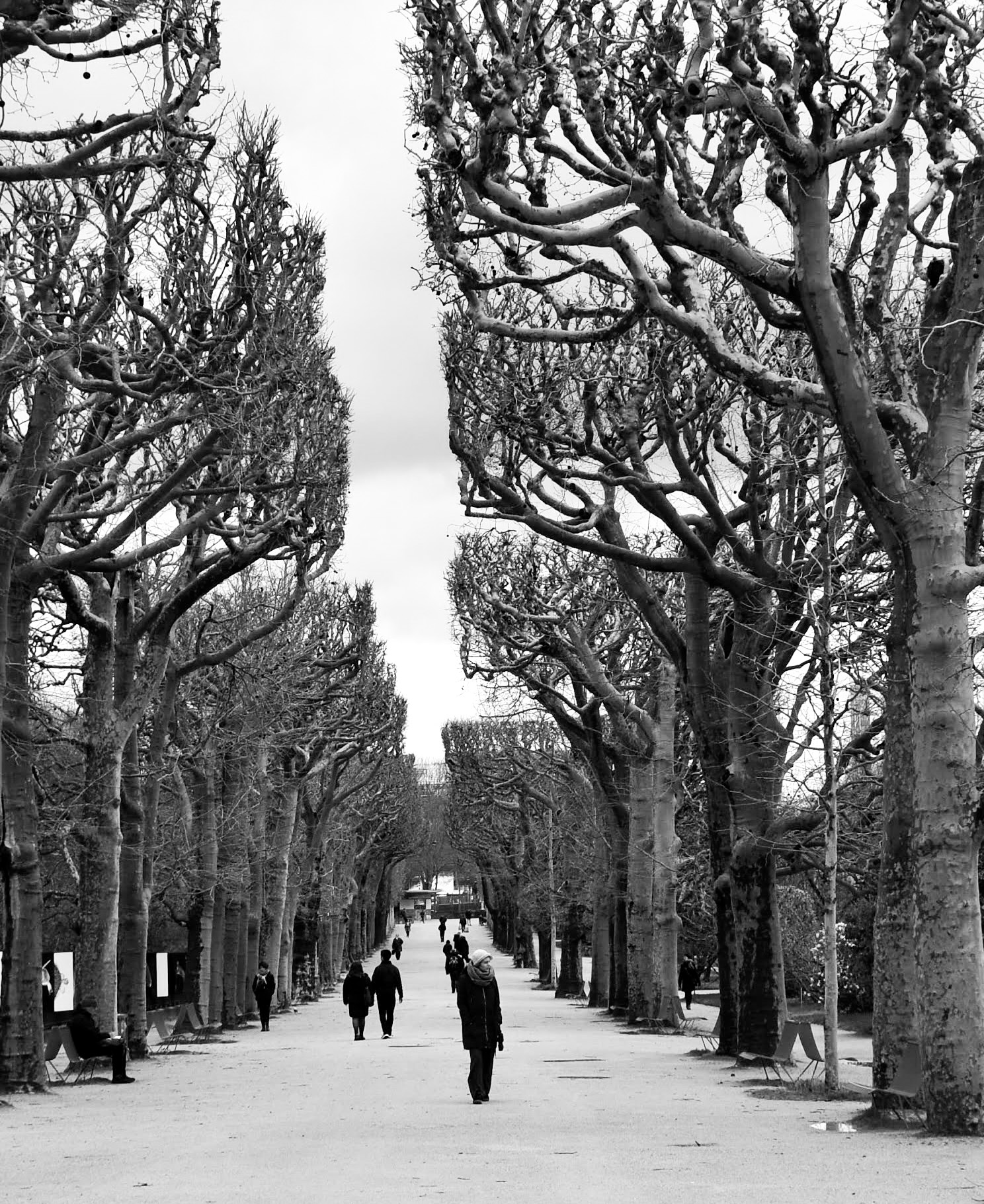 Black and white photo of a park walkway with square cut trees