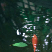 Orange koi fish eating a food pellet