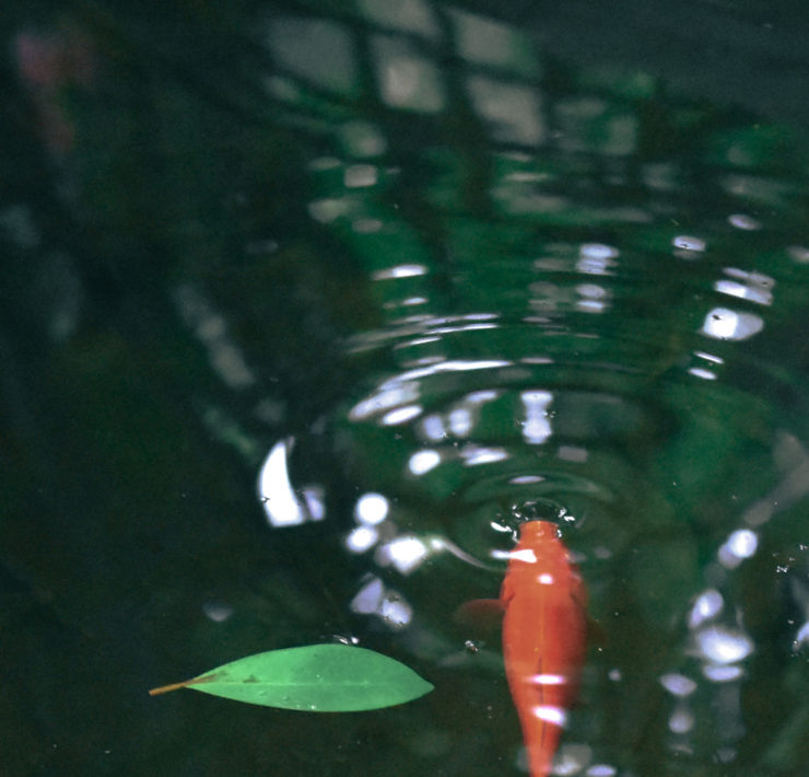 Orange koi fish eating a food pellet