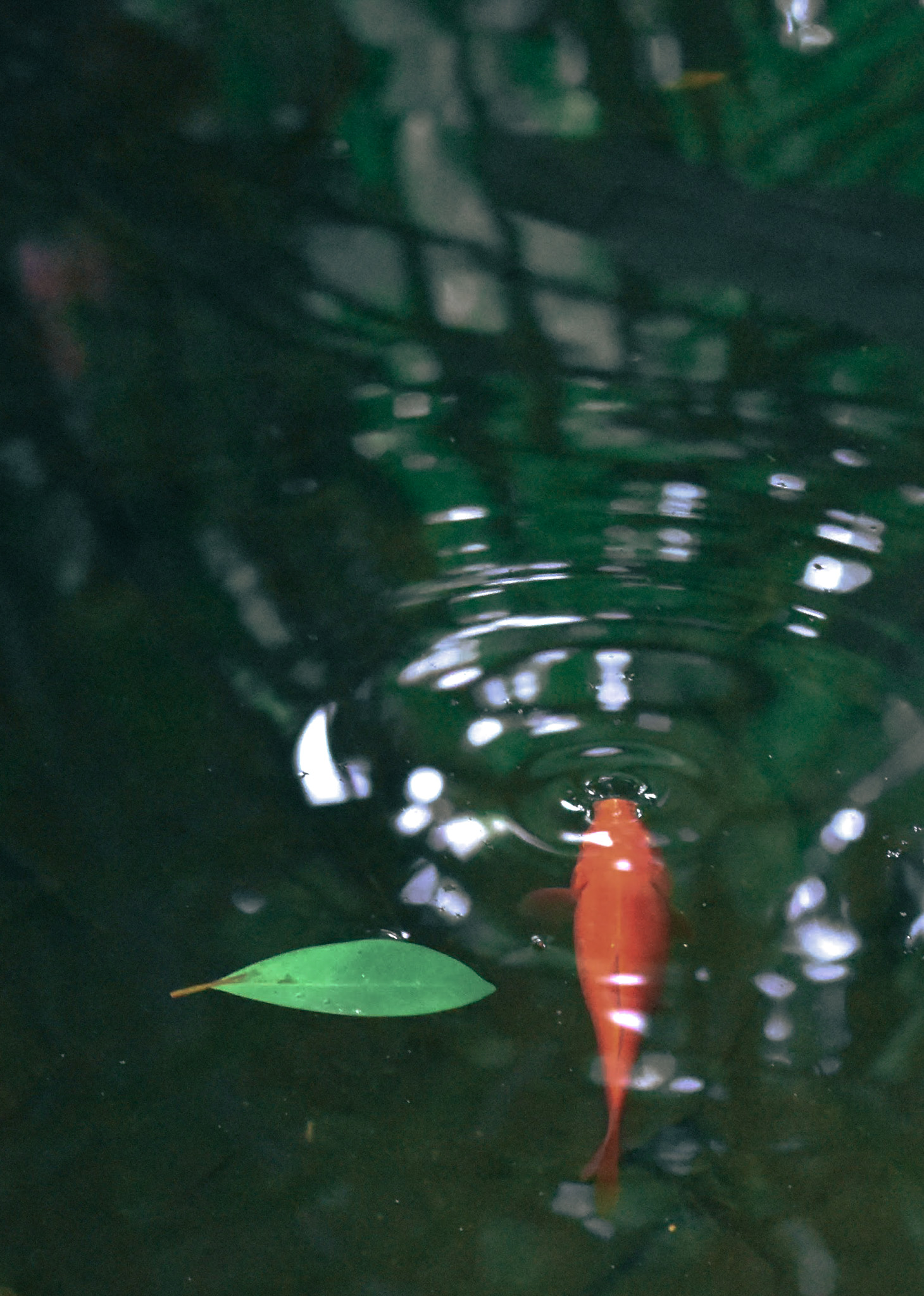 Orange koi fish eating a food pellet