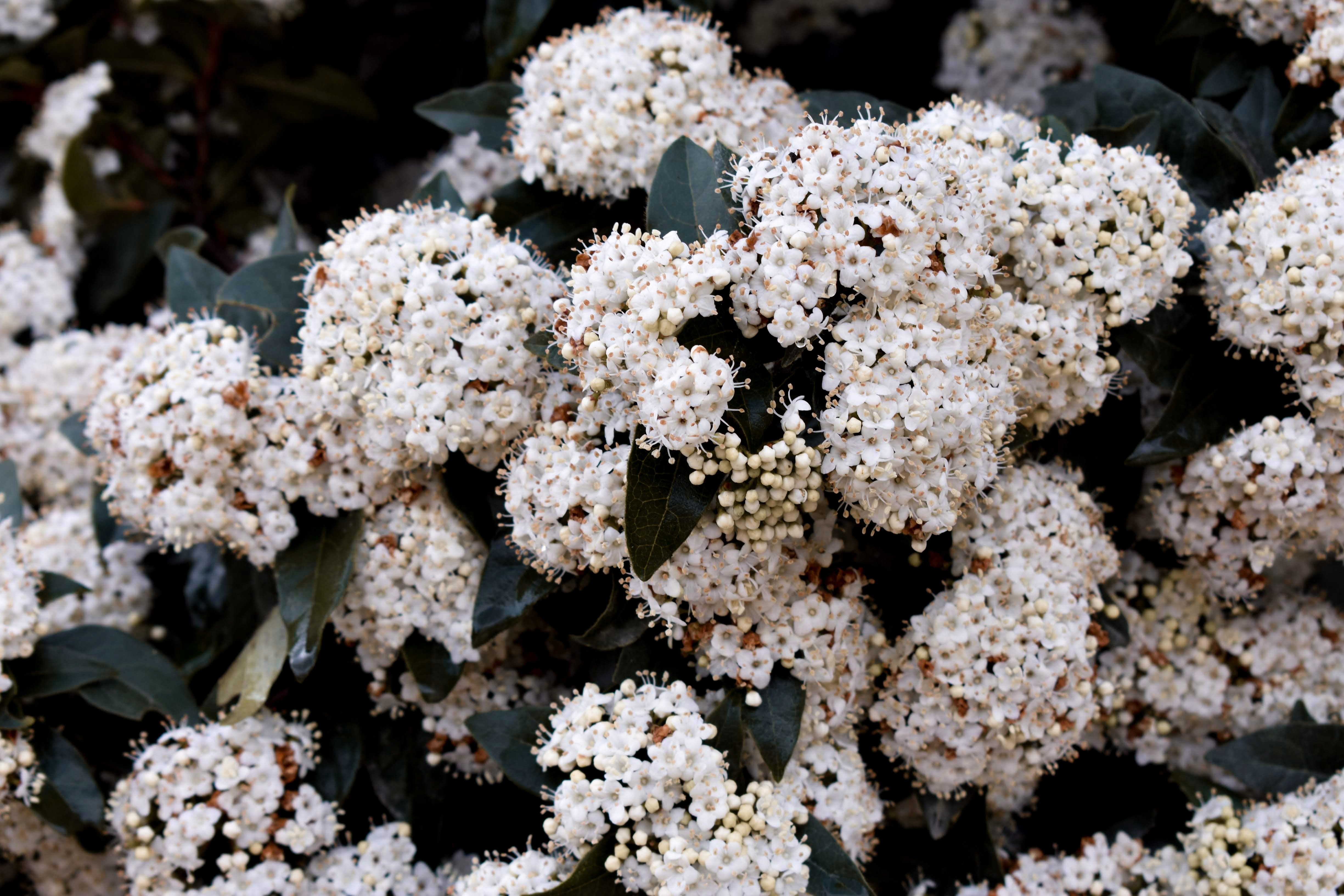 Cluster of white flowers with dark green leaves in the background