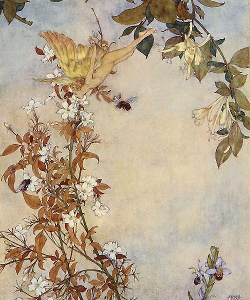 Painting of a fairy leaning down to a jasmine flower, there are two bees and a honeysuckle vine
