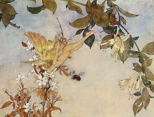 Painting of a fairy leaning down to a jasmine flower, there are two bees and a honeysuckle vine