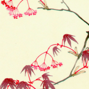 Ink drawing of a red maple tree branch