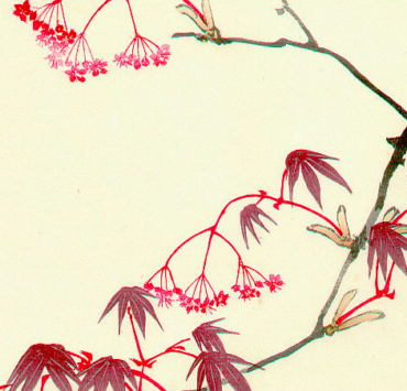 Ink drawing of a red maple tree branch