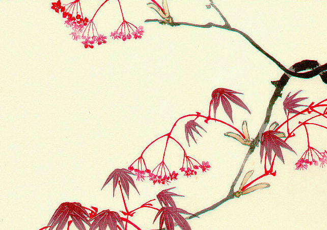 Ink drawing of a red maple tree branch
