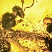 Photo of a worker bee and several acacia flowers trapped in amber
