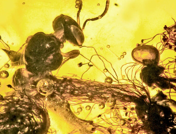 Photo of a worker bee and several acacia flowers trapped in amber