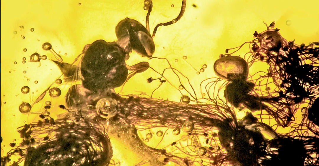 Photo of a worker bee and several acacia flowers trapped in amber