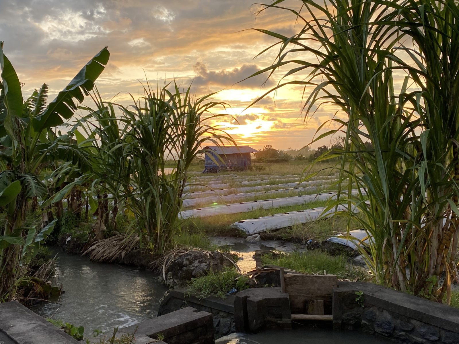 Photograph of a rice field in Bali, there is a sunrise and the image is framed by sugarcane