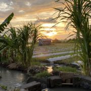 Photograph of a rice field in Bali, there is a sunrise and the image is framed by sugarcane