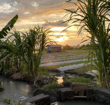 Photograph of a rice field in Bali, there is a sunrise and the image is framed by sugarcane