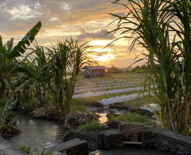 Photograph of a rice field in Bali, there is a sunrise and the image is framed by sugarcane