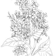 Lineart drawing of a lilac flower