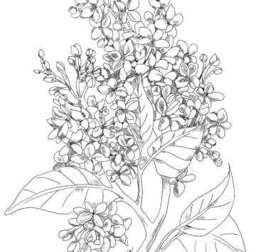 Lineart drawing of a lilac flower